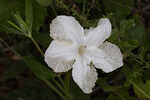 Nightflowering wild petunia